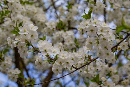 美丽的 生长 美女 花园 春天 盛开 季节 天空 花的 植物