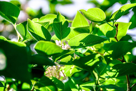 植物区系 植物 公园 阳光 植物学 森林 环境 生长 花的