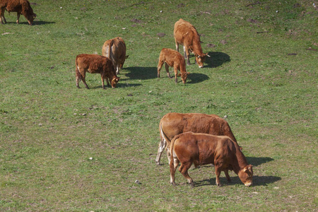 野生动物 公牛 农场 农事 哺乳动物 放牧 夏天 自然 草地