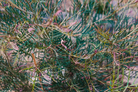 绿色植物 成长 自然 园林绿化 后院 园艺 花园 郁郁葱葱