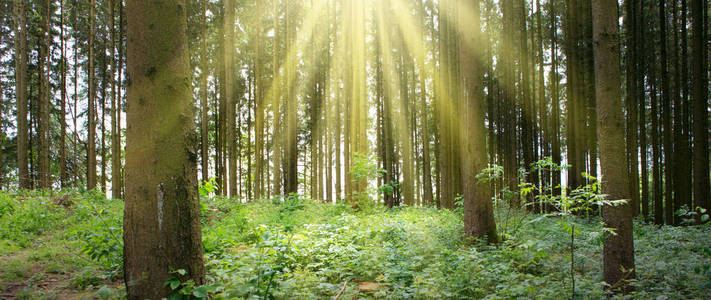 阳光明媚的夏季森林，背景是阴影和阳光。