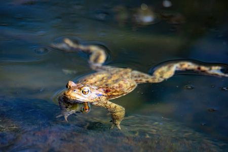 栖息地 湿地 自然 生物学 种类 特写镜头 四月 野生动物