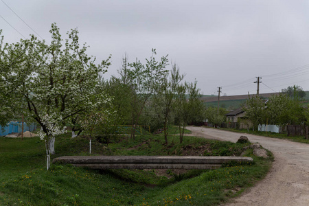 环境 森林 春天 自然 季节 街道 风景 公园 城市 开花