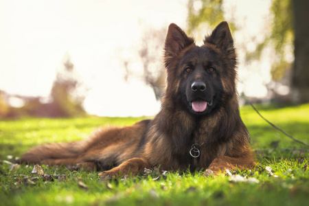 守护者 警卫 繁殖 犬科动物 朋友 肖像 自然 宠物 牧羊人