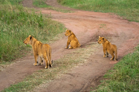 血清学 食肉动物 游猎 猫科动物 日光 轨道 坦桑尼亚 外部