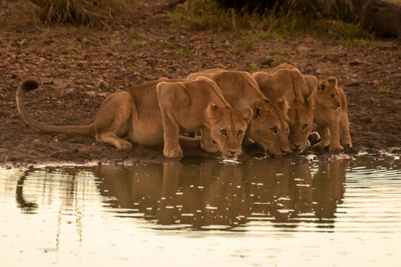 旅行 哺乳动物 稀树草原 非洲 幼兽 草地 猫科动物 狮子