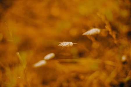 特写镜头 日落 太阳 环境 春天 阳光 乡村 植物 自然