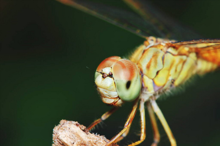 蜻蜓 动物 缺陷 野生动物 自然 豆娘 昆虫 花园 生物学