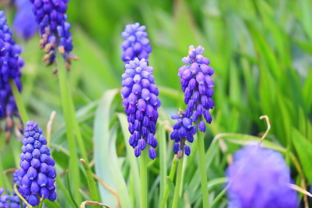 颜色 自然 紫罗兰 草本植物 开花 花园 生长 植物区系