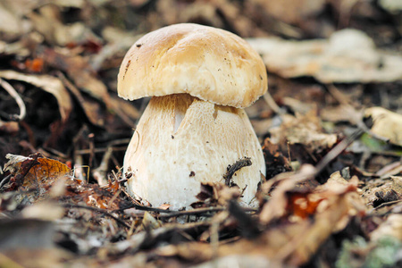 森林特写中生长的美味牛肝菌。绿草绿叶，日光，模糊的背景。