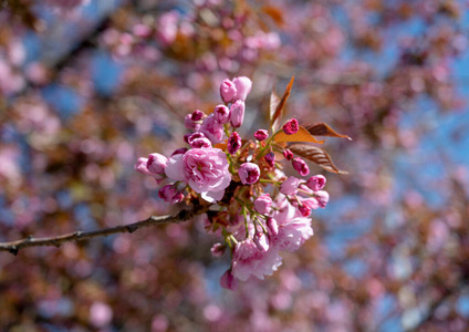 植物区系 软的 日本人 花园 开花 美丽的 季节 花瓣 盛开的树