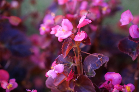 紫色 植物区系 春天 夏天 紫罗兰 花的 花瓣 兰花 自然