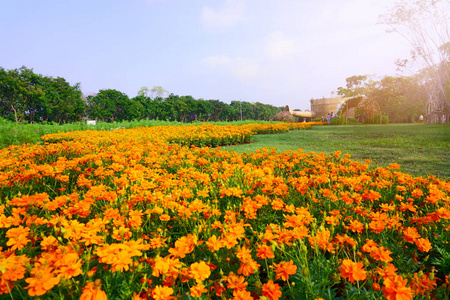 花的 夏天 花瓣 领域 风景 苔藓 美丽的 宇宙 竹子 公园