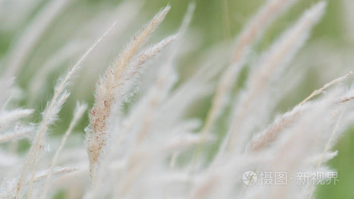 太阳 紫色 芦苇 照亮 背光 射线 自然 冬天 软的 植物