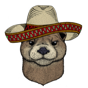 水獭的肖像。墨西哥帽。可爱的动物头。