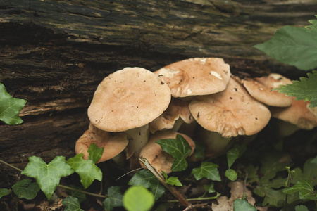 死亡 生态学 蘑菇 毒蕈 植被 网络 环境 季节 落下 墙纸