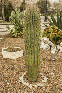 巨人 沙漠 花园 成长 花的 尖峰 植物学 植物 植物区系