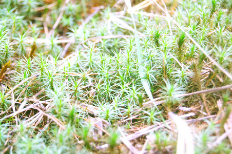 青苔长在长满草的地上