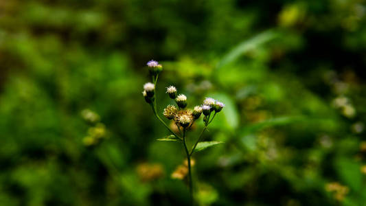 草地 植物区系 夏天 季节 领域 开花 花园 春天 环境