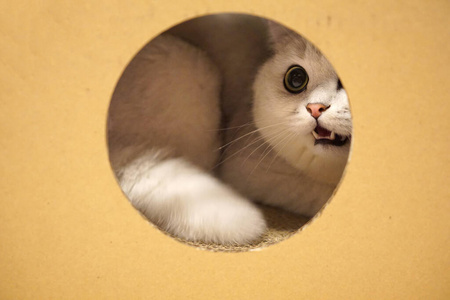 鼠标 仓鼠 可爱的 雪貂 老鼠 啮齿动物 毛茸茸的 小猫