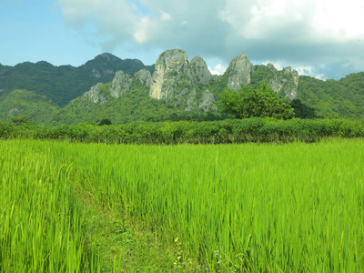 亚洲 场景 农业 季节 生长 小山 农场 农田 外部 收获