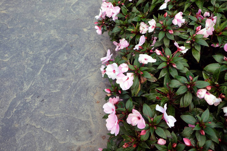 卡片 礼物 植物 招呼 浪漫 自然 夏天 花的 粉红色 假日