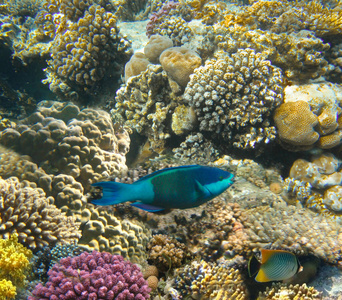 动物 潜水 殖民地 通气管 旅行 盐水 斐济 天堂 珊瑚