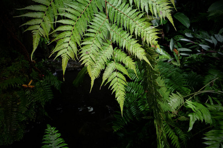 绿色植物 春天 季节 树叶 植物区系 植物学 纹理 生态学