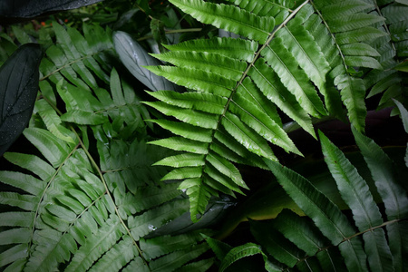 生长 植物区系 花园 郁郁葱葱 春天 季节 生态学 植物