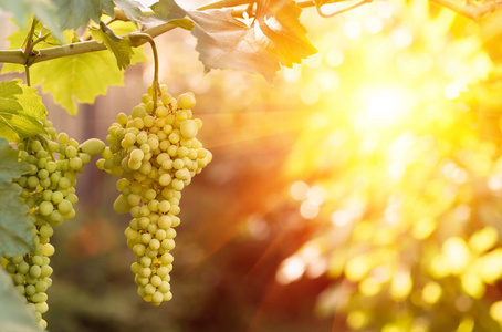 食物 集群 水果 季节 傍晚 射线 太阳 成长 农事 葡萄园