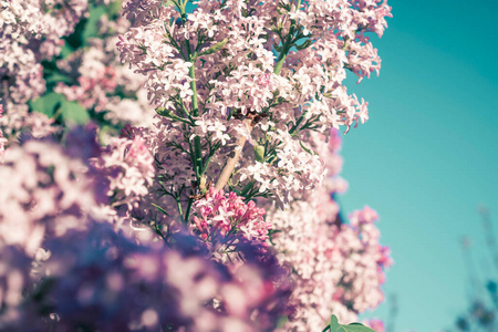 美女 开花 季节 紫罗兰 太阳 花的 花瓣 盛开 自然 植物区系