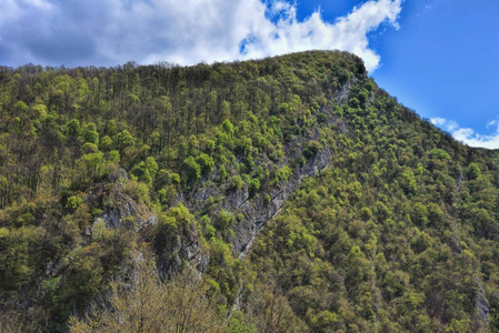 木材 植物 场景 颜色 环境 夏天 全景图 森林 树叶 美丽的