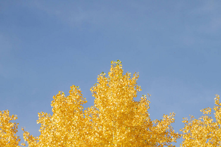 环境 秋天 树叶 颜色 自然 分支 郁郁葱葱 公园 季节