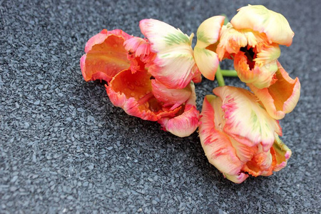 自然 颜色 复制空间 特写镜头 花束 礼物 庆祝 郁金香