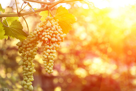 领域 分支 射线 食物 葡萄栽培 风景 水果 生长 季节