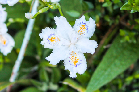 花瓣 特写镜头 夏天 花园 木材 自然 盛开 植物区系 开花