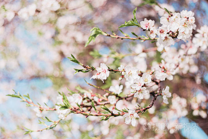 公园 软的 芬芳 花儿 蝴蝶 春天 盛开 日本人 香水 樱花