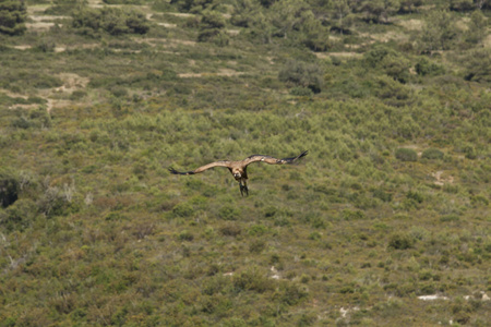 猛禽 哺乳动物 野生动物 肖像 古老的 翅膀 风景 秃鹫
