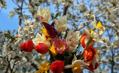 郁金香 植物 多色 前进 作文 庆祝 美丽的 复活节 春天