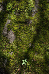 森林 阳光 夏天 春天 苔藓 日出 日落