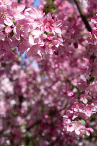 自然 植物区系 颜色 开花 风景 植物学 美女 季节 樱花