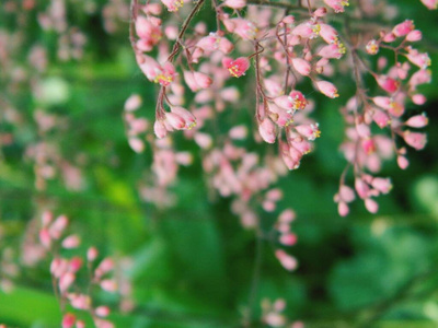 特写镜头 春天 美丽的 花瓣 花的 花园 粉红色 分支 植物区系