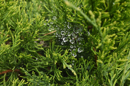 公园 美丽的 环境 生长 特写镜头 自然 植物 颜色 草药