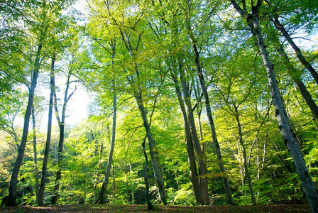 阳光 森林 春天 夏天 环境 季节 公园 秋天 自然 太阳