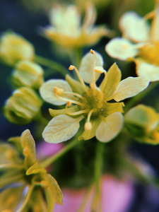 植物区系 花瓣 夏天 植物 美女 盛开 春天 开花 花园