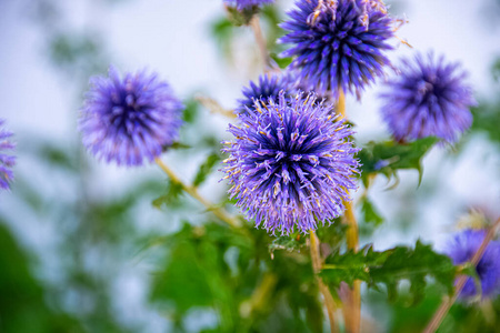 利尿剂 开花 美女 植物区系 美丽的 季节 医学 紫色 夏天