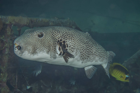 学校 深的 小丑 海的 水下 游泳 水族馆 生态系统 加勒比