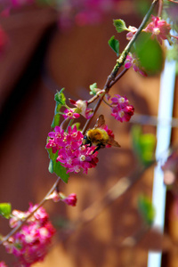 花粉 美丽的 季节 蜂蜜 花蜜 美女 盛开 春天 花的 特写镜头