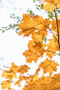 美女 植物 阳光 美丽的 环境 秋天 季节 分支 公园 森林