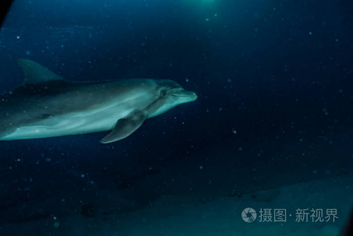 游泳 哺乳动物 美丽的 夏威夷 夏天 海洋 埃拉特 潜水